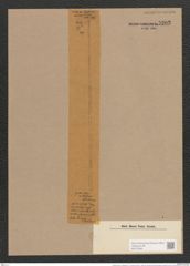 Synedra ulna var. chaseana B. W. Thomas (de-Toni-Nr.: Genus 66, Species 2584) Zeichnungen Sammlung Grunow Nr. 5202 (NHMW-BOT-W0373565)